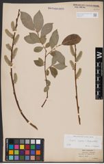 Foto von Salix caprea L. x Salix daphnoides Vill.